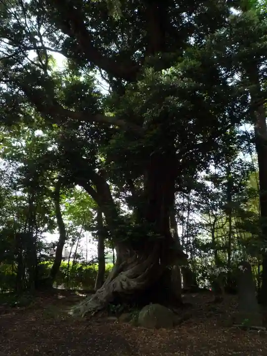 大井香取神社の自然