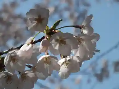 園城寺（三井寺）の自然