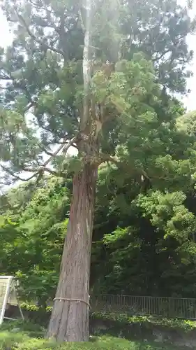 金剛寺(大阪府)