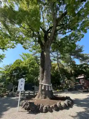 玉村八幡宮(群馬県)
