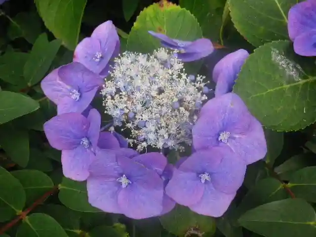 御霊神社の自然