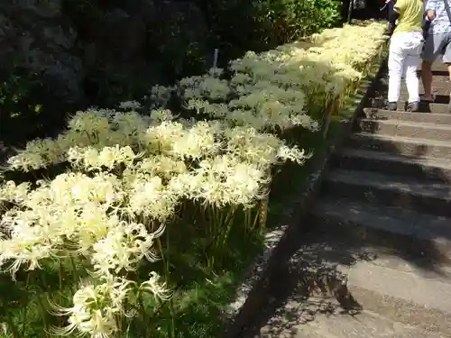 横浜　西方寺の自然