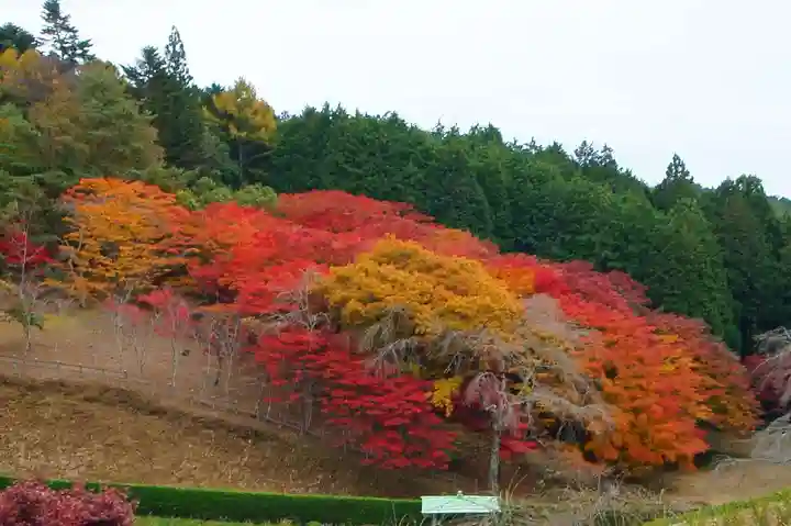 零羊崎神社の自然