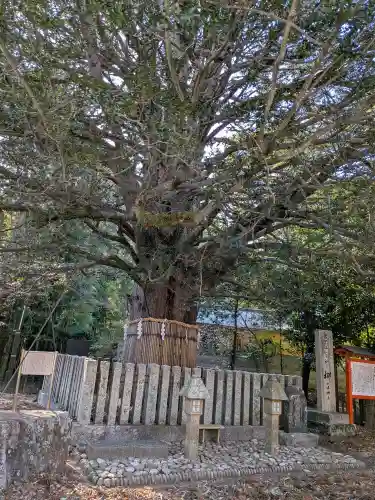 熊野速玉大社(和歌山県)