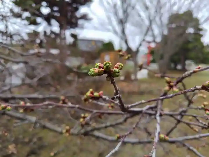 美瑛神社の自然