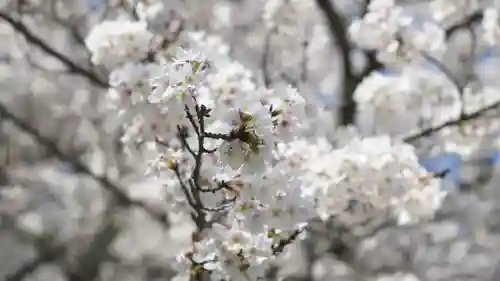 吉備津彦神社の自然
