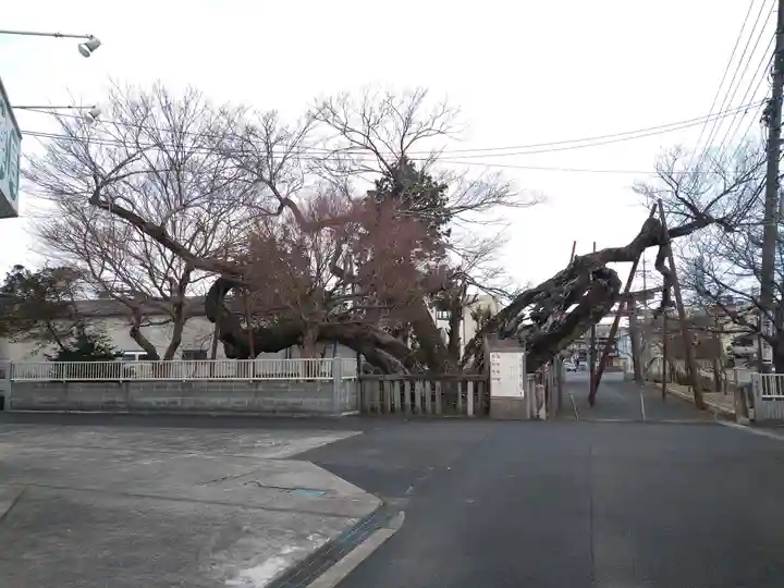 高野神社の自然