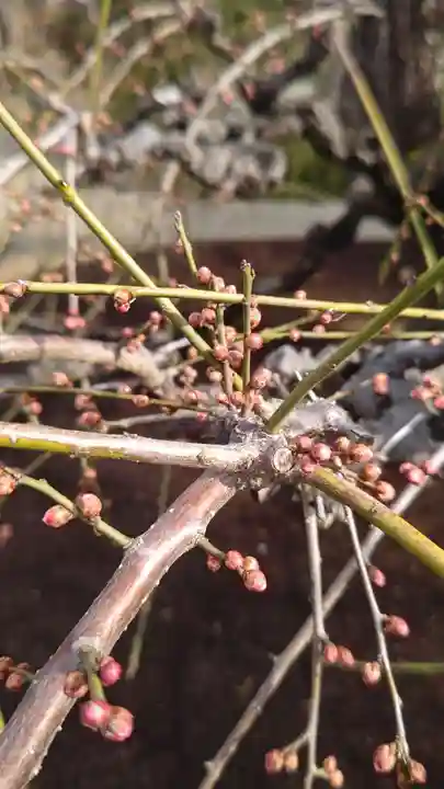 東寺(教王護国寺)の自然