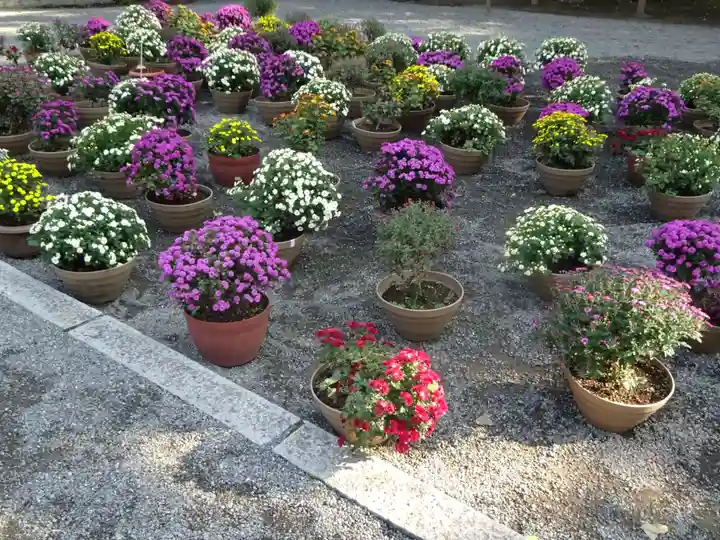 平塚八幡宮の自然