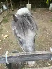 大石神社の動物