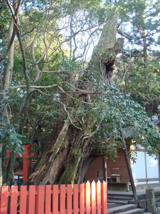春日大社の自然