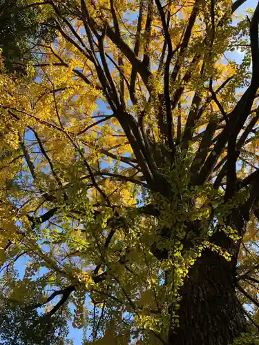 田無神社の自然