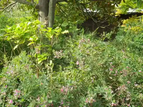 浄光明寺の自然