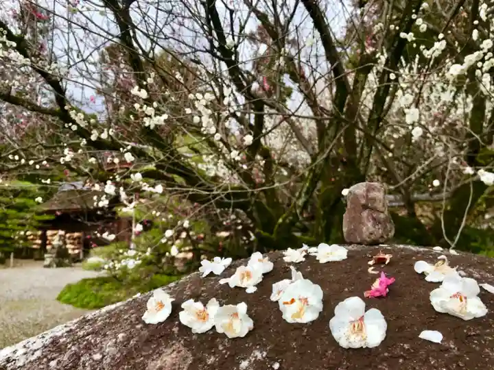 梅宮大社の自然