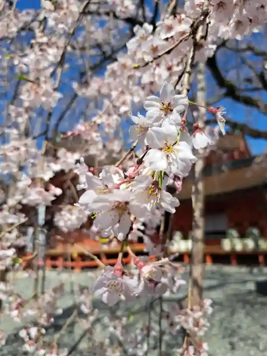 富士山本宮浅間大社(静岡県)
