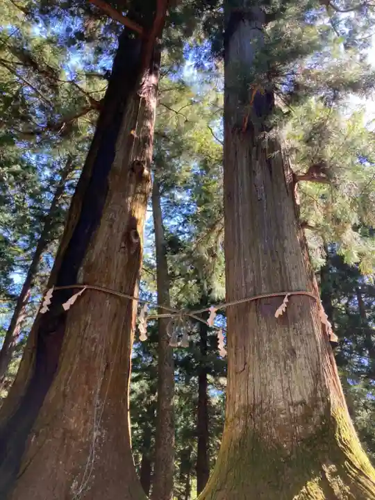 河口浅間神社の自然