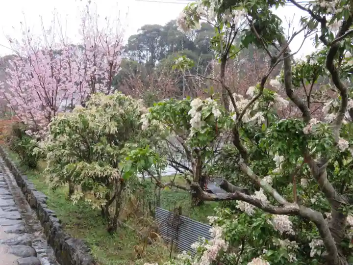 浄瑠璃寺の自然