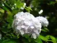 杉本寺(神奈川県)