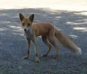 留辺蘂神社の動物(2024年09月25日(水) 22時14分59秒投稿)