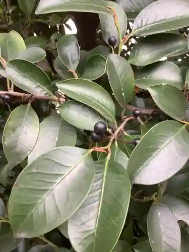 三輪神社の自然