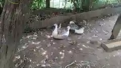 楽法寺（雨引観音）の動物