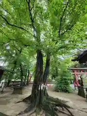 本太氷川神社の自然