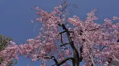 安樂寺天満宮の自然