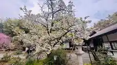 平野神社(京都府)