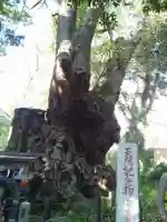 來宮神社(静岡県)
