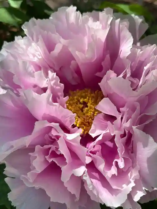 薬師院(兵庫県)