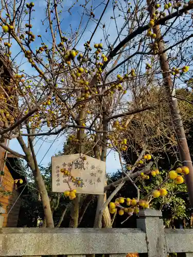 沙沙貴神社の自然