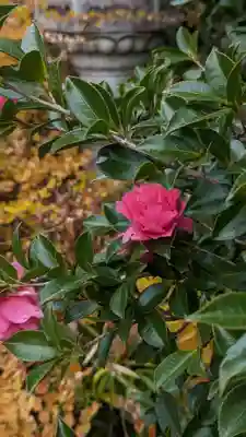 浄安寺(京都府)