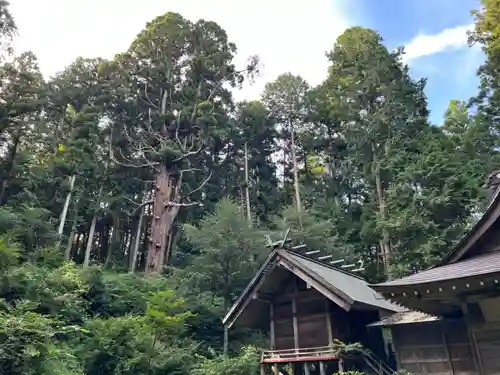 大宮温泉神社の本殿