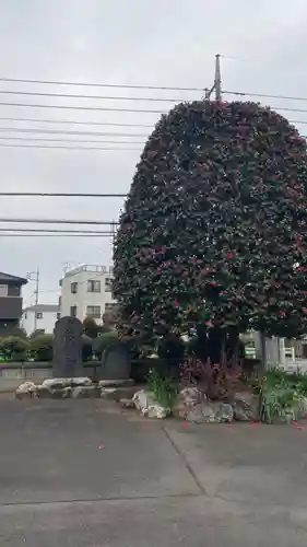 流泉寺の景色