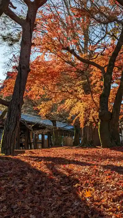 東福禅寺(東福寺)の自然