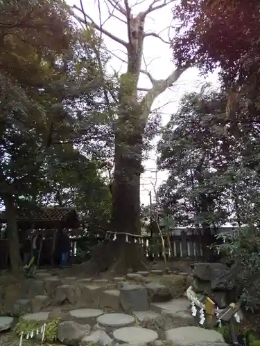 川越氷川神社の自然