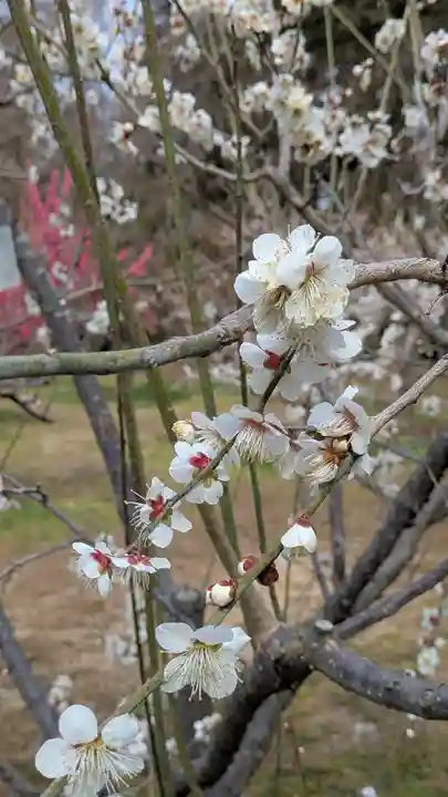 半木神社(賀茂別雷神社境外末社)(京都府)