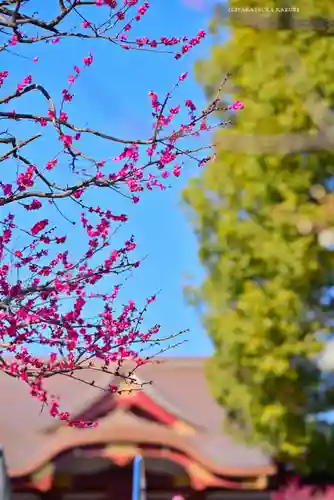 亀戸天神社(東京都)