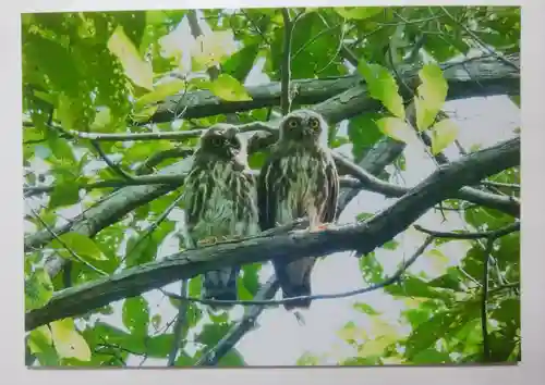 市来知神社の動物