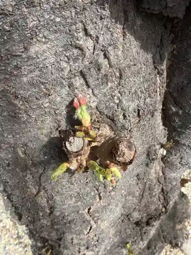 三輪神社の自然