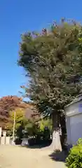 中馬場諏訪神社の自然