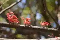 三輪神社の自然