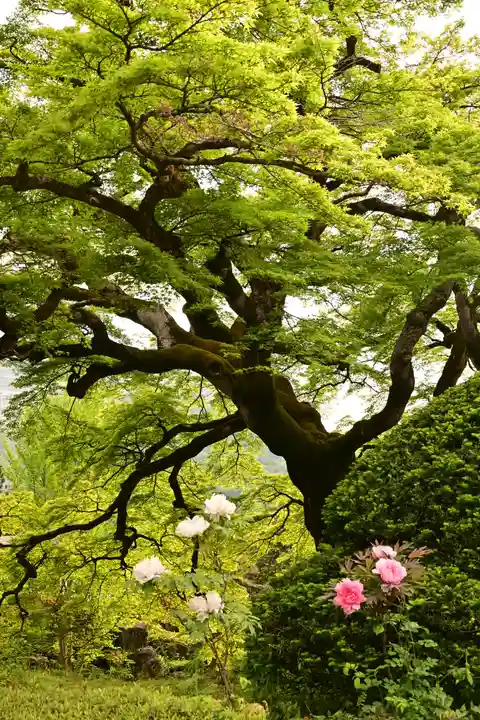 西善寺(埼玉県)