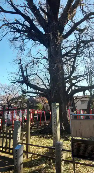 鬼子母神堂 (法明寺)の自然