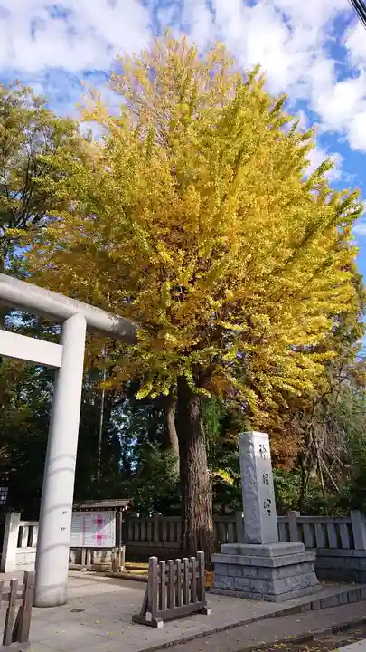 阿佐ヶ谷神明宮の自然