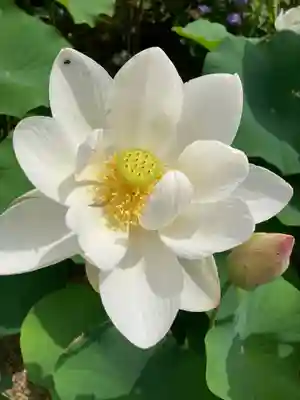 法金剛院(京都府)