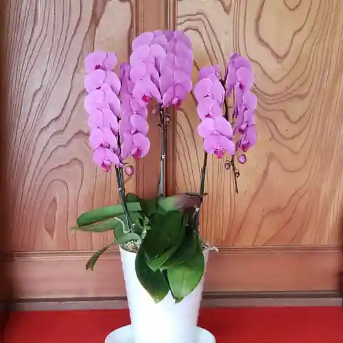 妙蓮寺(神奈川県)