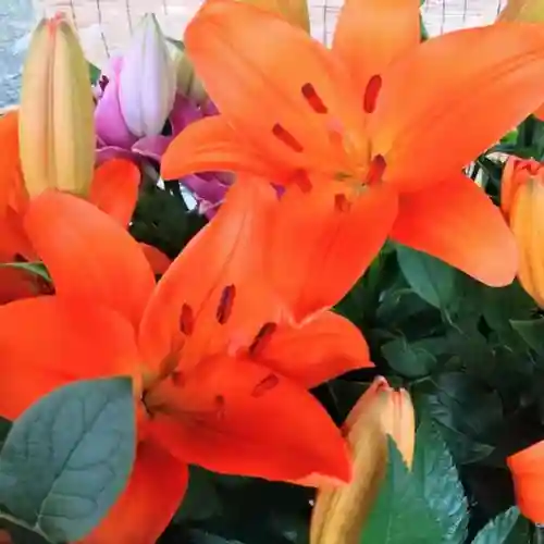 彌彦神社　(伊夜日子神社)の手水舎