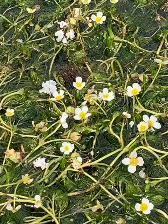 小烏神社(福井県)