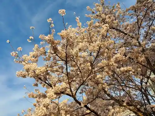 天が岡若宮神社の自然